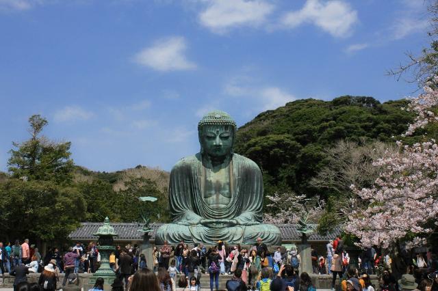 A Nagy Buddha szobra virágzó cseresznyefákkal, Kamakura 