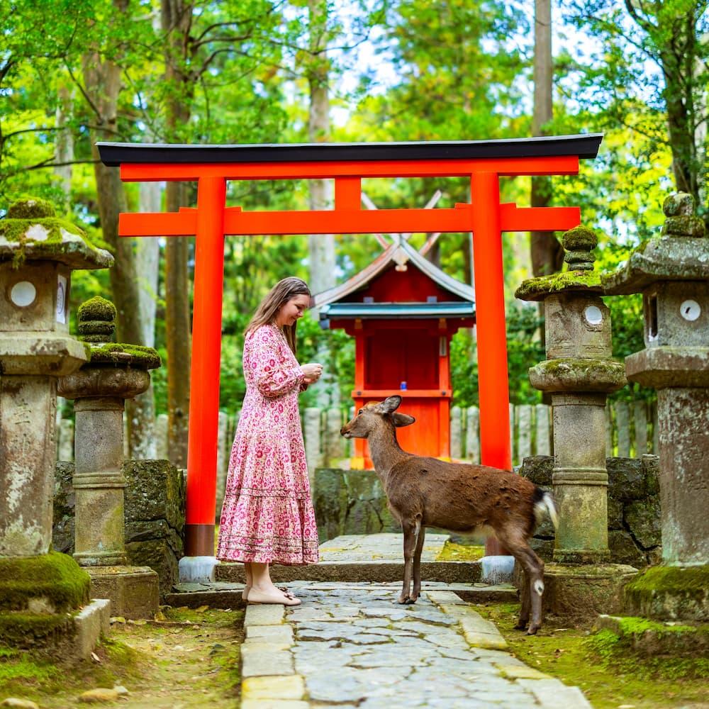 Turista etet egy kifejlett szikaszarvast a Nara parkban, Japán, háttérben egy piros torii kapuval