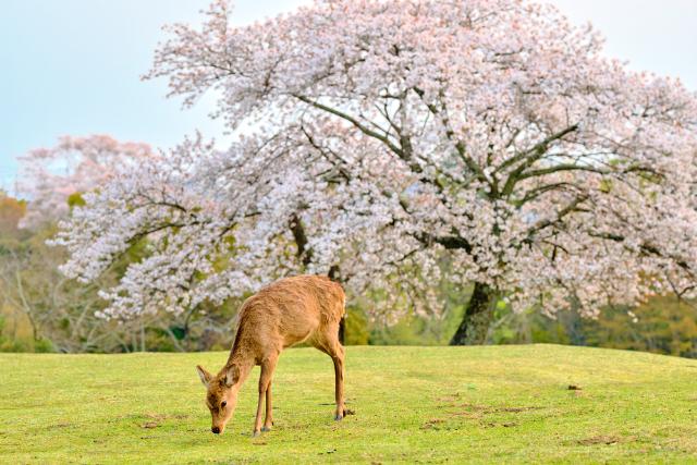 Szaravas a Nara Parkban, Japán 