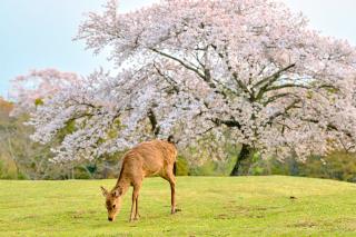 Szaravas a Nara Parkban, Japán 