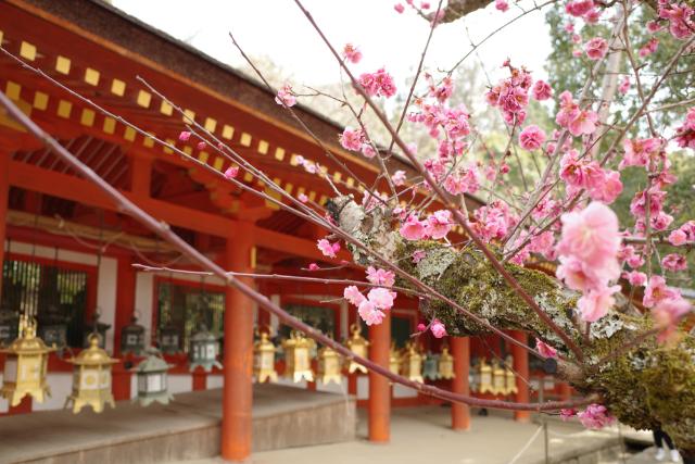 A Kasuga szentély Narában cseresznyevirágzáskor, Japán