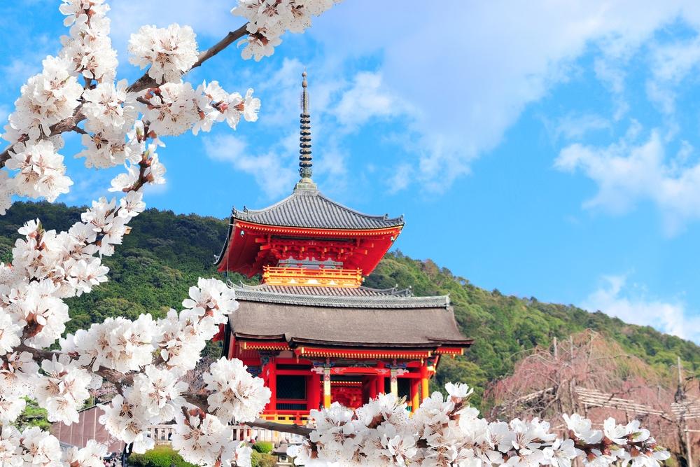 A Kiyomizudera templom cseresznyevirágokkal, Kiotó