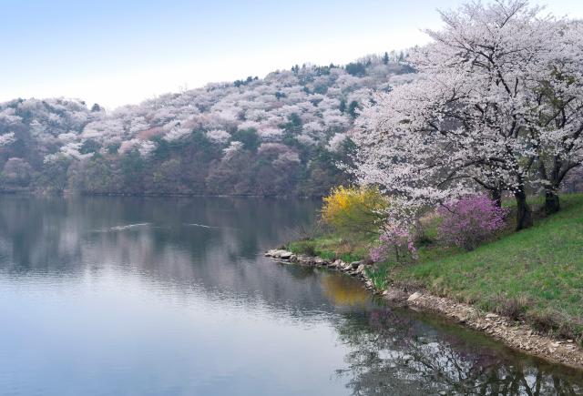 Tó és cseresznyevirágok Yongin környékén