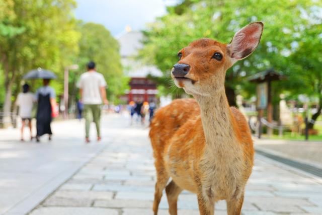 Vadon élő szarvas a Nara Parkban, Nara 