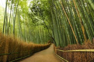 Arashiyama zöldellő bambuszligete Kiotóban 