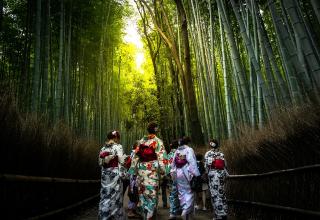 Arashiyama zöldellő bambuszligete, Kiotó