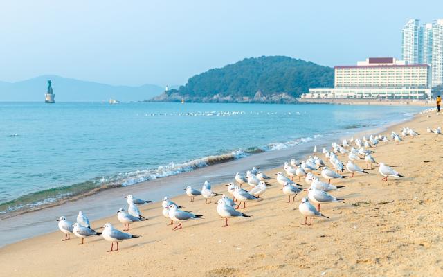 A Haeundae Beach homokos tengerpartja pihenő sirályokkal, Busan 