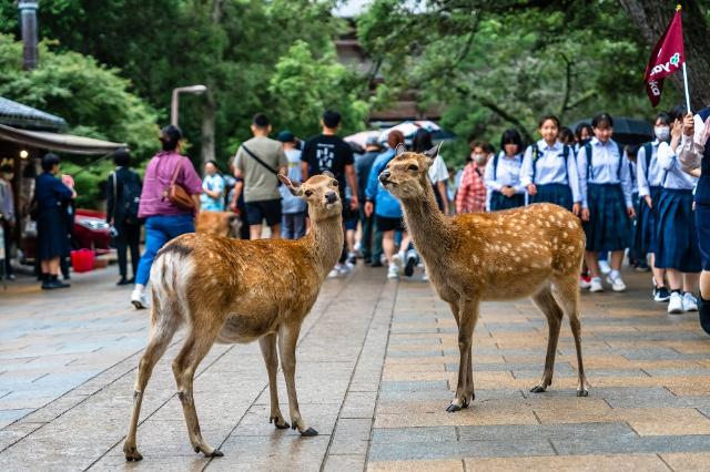 Szelíd szarvas a Nara Parkban, Nara 