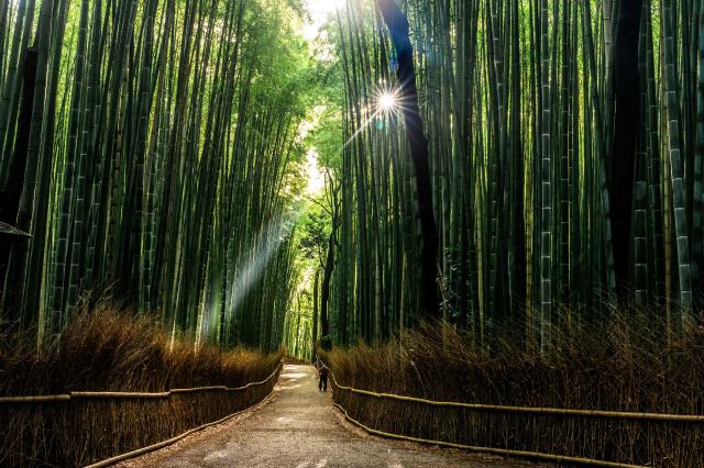 Arashiyama bambuszerdeje Kiotóban