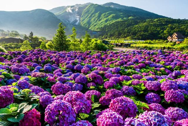 A Yangminshan Nemzeti Park lila hortenziái