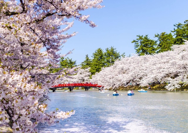 Cseresznyevirágzás a Hirosaki kastélynál, Aomori