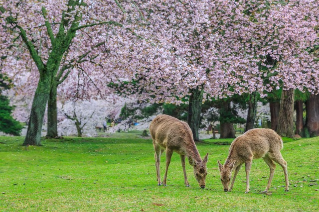 Szarvasok a Nara Parkban, Nara 