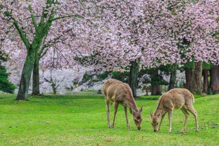 Szarvasok a Nara Parkban, Nara 