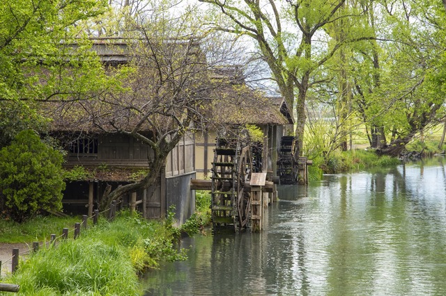 Wasabi farm Japánban