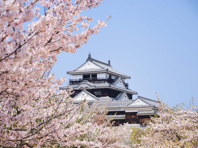 A Matsuyama kastély cseresznyevirágokkal, Matsuyama 