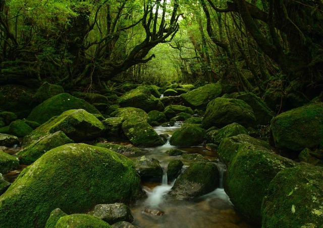 Yakushima erdő