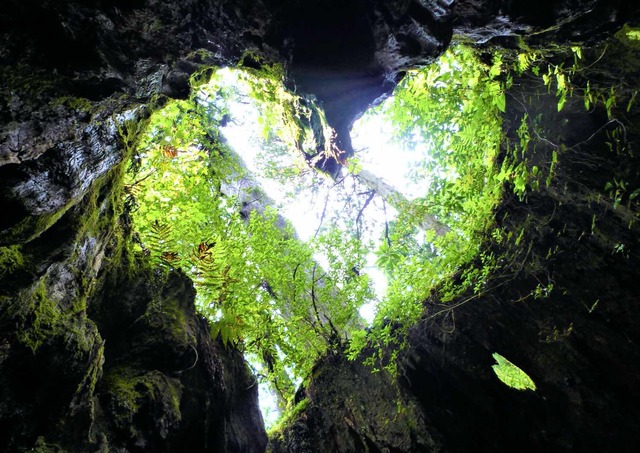 Wilson üreges fatönk, Yakushima