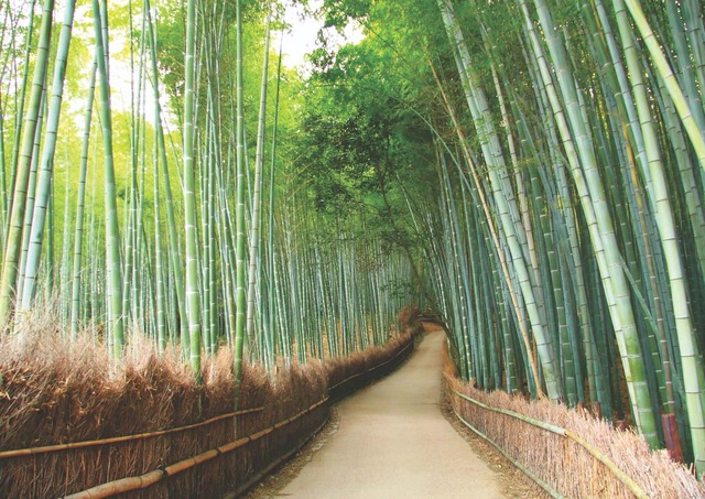 Arashiyama, Kiotó bambuszerdője