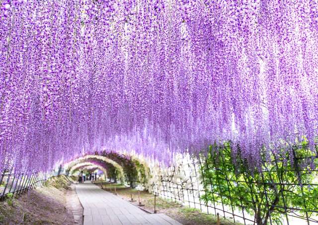 Wisteria-alagút a Kawachi Fuji kertben