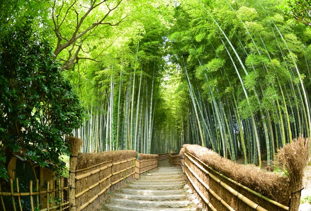Hagyományos okonomijaki, Hirosima