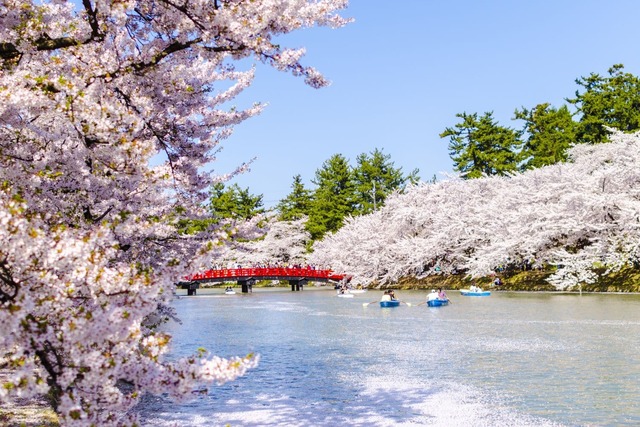 Cseresznyevirágzás a Hirosaki kastélynál, Aomori