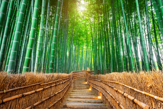 Bambuszerdő, Arashiyama
