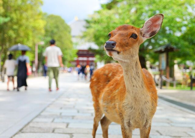 Szarvas a Nara Parkban, Nara
