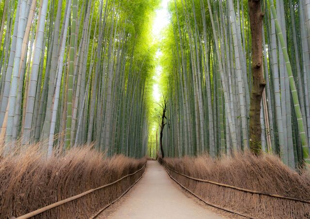 Arashiyama bambuszliget, Kiotó