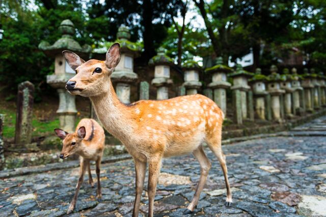Szarvasok a Nara Parkban, Nara, Japán 