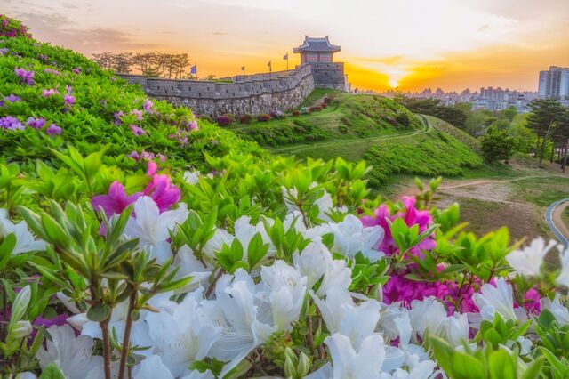 Hwaseong erőd a tavaszi naplementében, Suwon, Dél-Korea 