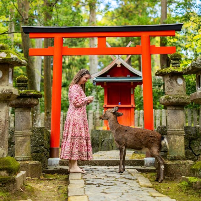 Egy turista szarvasokat etet a japán Nara Parkban, egy torii kapu közelében.