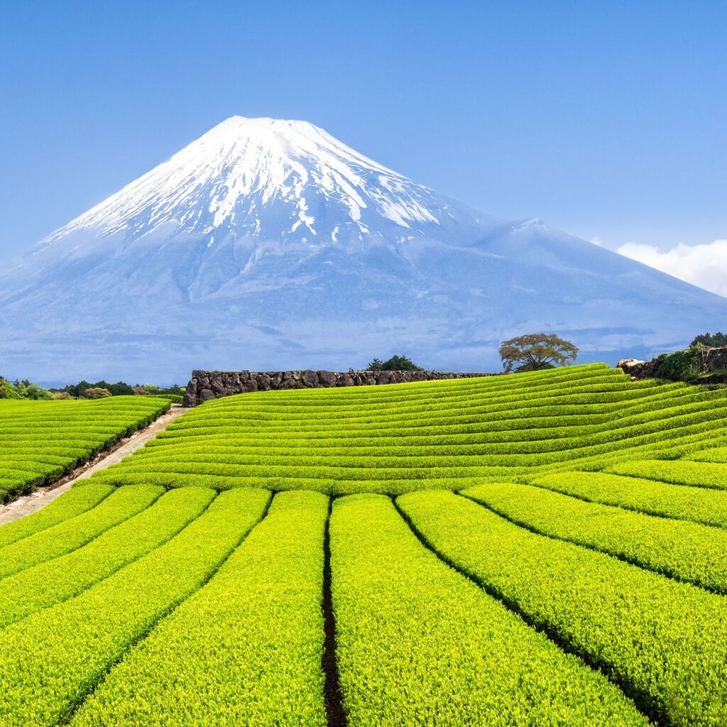 A Fuji rizsföldekkel