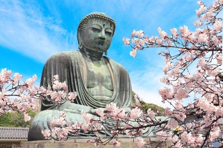 Nagy Buddha szobra Kamakurában cseresznyevirágzás idején