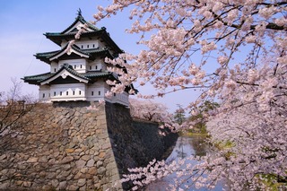 A sakurafákkal övezett Hirosaki-kastély Aomoriban 