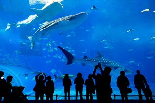 A világhírű Okinawa Churaumi Akvárium 