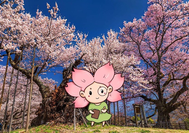 Mono-chan a Jindai Zakura cseresznyefa előtt 