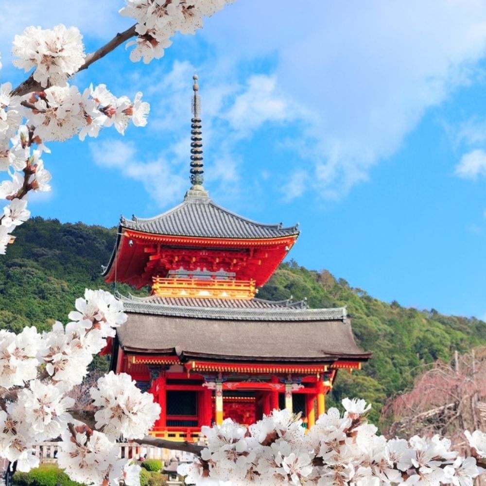 A Kiyomizu-dera templom cseresznyevirágokkal, Kiotó