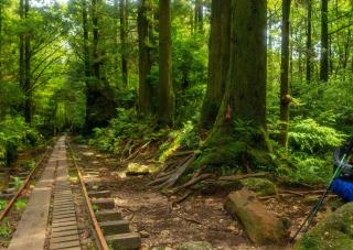 Túraútvonalak és vasút Yakushima erdőiben