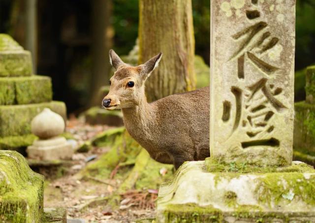 Szarvas a Kasuga Taisha szentélynél, Nara
