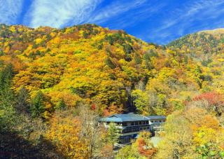 Izu-kogen erdői ősszel