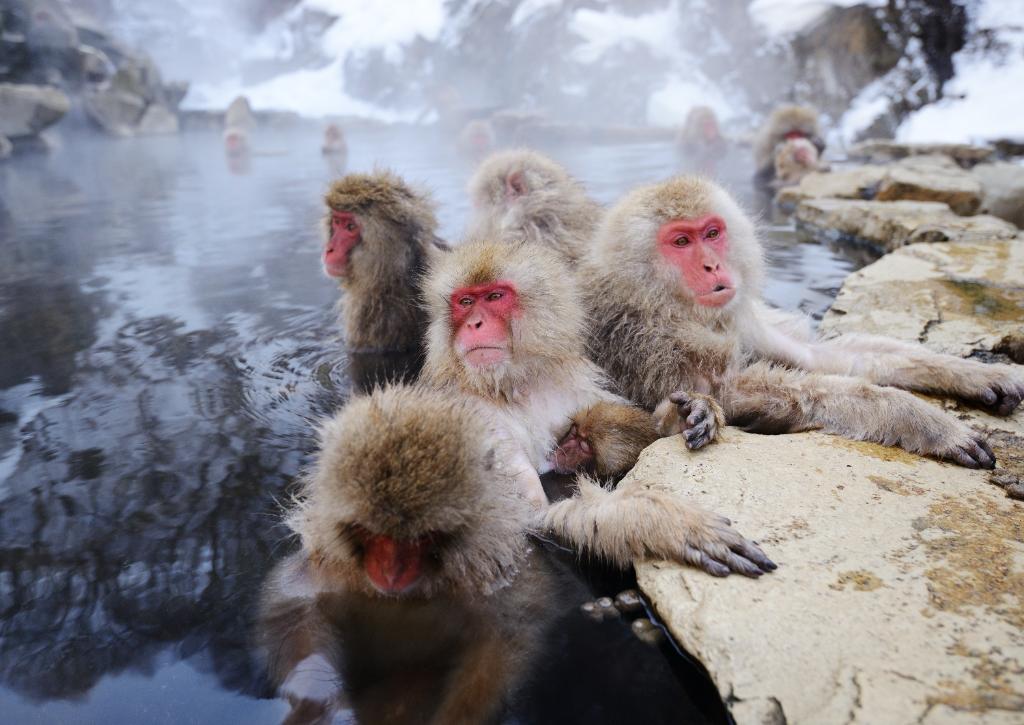 Jigokudani helyi fürdőző majmai