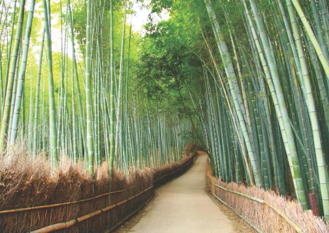 Arashiyama, Kiotó bambuszerdője