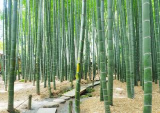 Bambuszerdő, Hokokuji templom