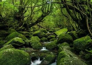 Yakushima-i erdők