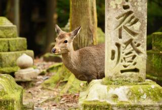 Nara Park, szarvasokkal