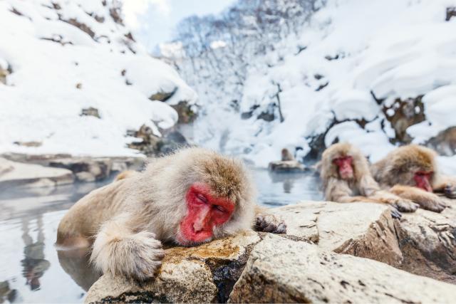 Jigokudani majompark