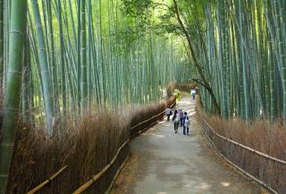 Arashiyama bambuszerdő, Kiotó