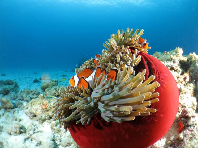 Kerama-szigetek, Okinawa
