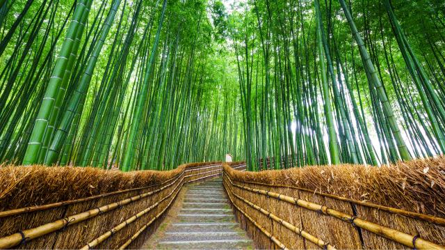 Arahiyama bambuszerdő, Sagano
