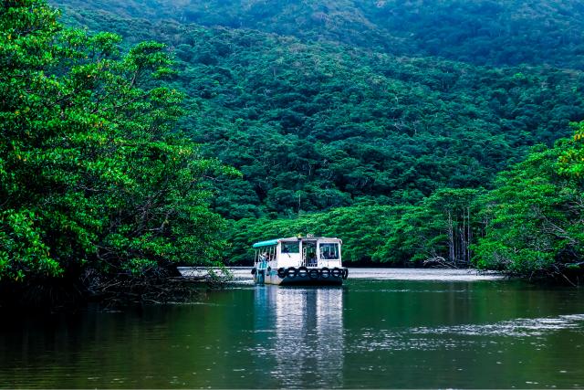 Mangrove, Iriomote-sziget